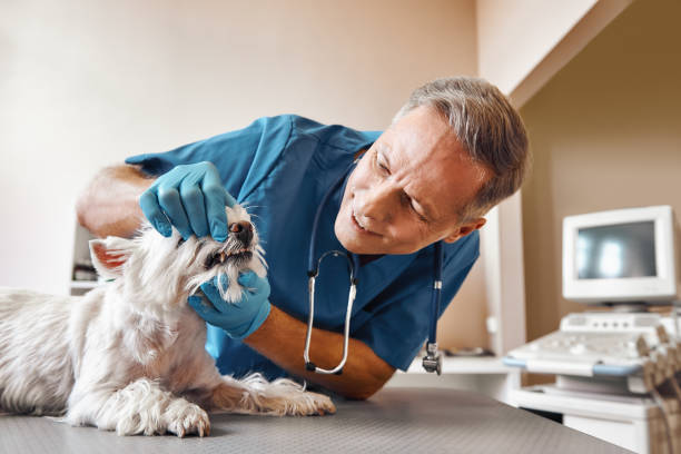 Best 24-Hour Emergency Dentist in Lake Alfred, FL